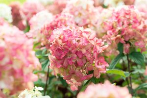 FIRE LIGHT HYDRANGEA  40CM - image 5