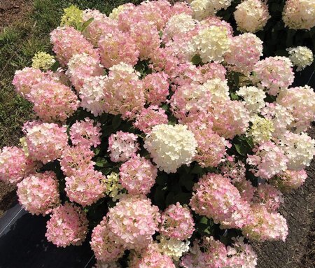 FIRE LIGHT TIDBIT HYDRANGEA 2G - image 1