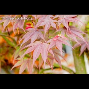 FIREGLOW JAPANESE MAPLE 110 CM