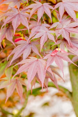 FIREGLOW JAPANESE MAPLE 175 CM  - image 4