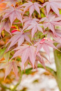 FIREGLOW JAPANESE MAPLE 175 CM  - image 4