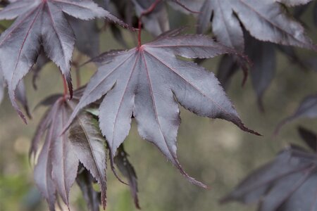 FIREGLOW JAPANESE MAPLE 175 CM  - image 1