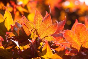 FIREGLOW JAPANESE MAPLE 175 CM  - image 2