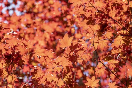 FIREGLOW JAPANESE MAPLE 175 CM  - image 3