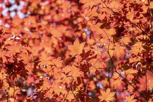 FIREGLOW JAPANESE MAPLE 175 CM  - image 3