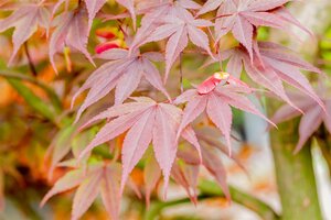 FIREGLOW JAPANESE MAPLE 175 CM  - image 5
