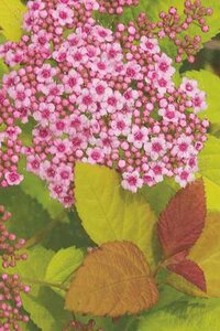 FIRELIGHT SPIREA 25CM