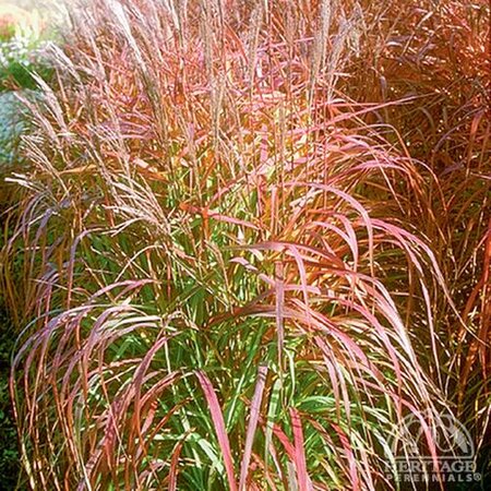 FLAME GRASS PURPURASCENS 2G