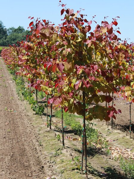 FLAME THROWER REDBUD 200CM