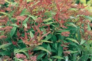 FLAMING MOUND SPIREA 40 CM