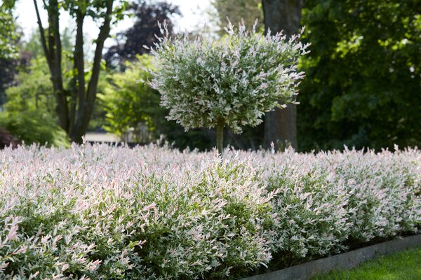 FLAMINGO DAPPLED WILLOW 30CM