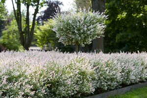FLAMINGO DAPPLED WILLOW 30CM