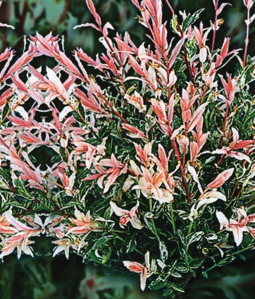 FLAMINGO DAPPLED WILLOW STD 125CM