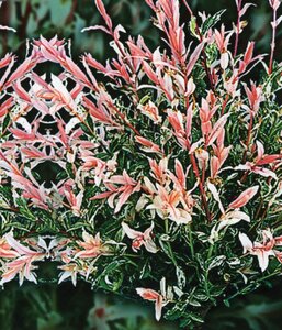 FLAMINGO DAPPLED WILLOW STD 125CM