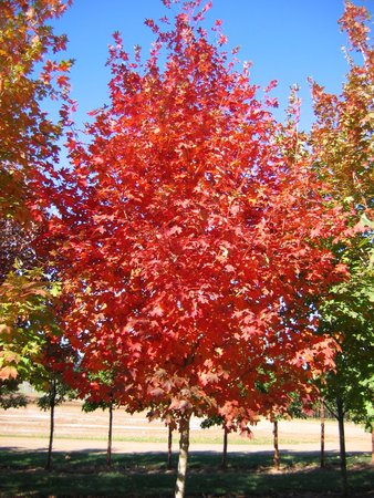 FLASH FIRE SUGAR MAPLE 50MM - image 6