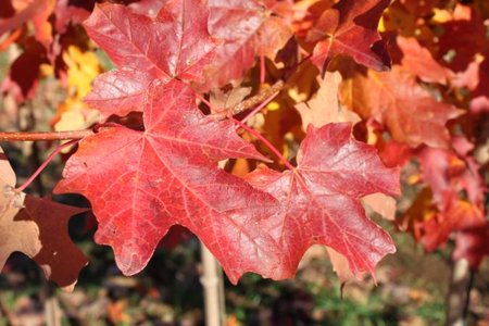 FLASH FIRE SUGAR MAPLE 50MM - image 2