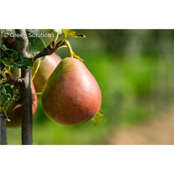 FLEMISH BEAUTY PEAR SEM 120CM