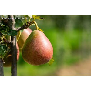 FLEMISH BEAUTY PEAR SEM 120CM