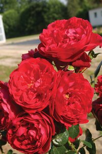 FLORENTINA ARBOROSE ROSE CLIMBING RED 3 MONTH WARRANTY