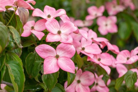 FLORIDA RUBRA DOGWOOD 200CM 
