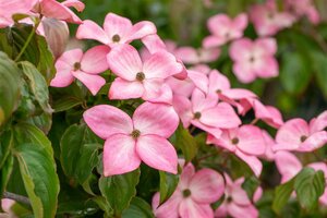 FLORIDA RUBRA DOGWOOD 200CM 