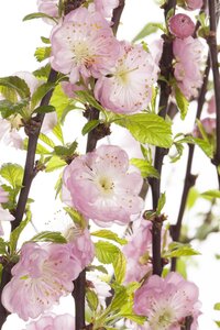 FLOWERING ALMOND STD 120 CM  - image 1