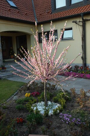 FLOWERING ALMOND STD 120 CM  - image 3