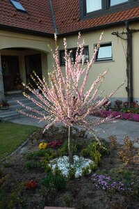 FLOWERING ALMOND STD 120 CM  - image 3