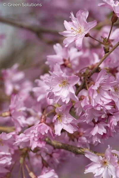 FLOWERING JAPANESE CHERRY AUTUMNALIS 200CM