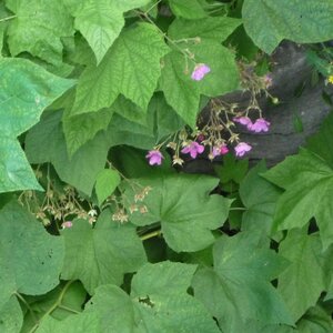 FLOWERING RASPBERRY 40 CM