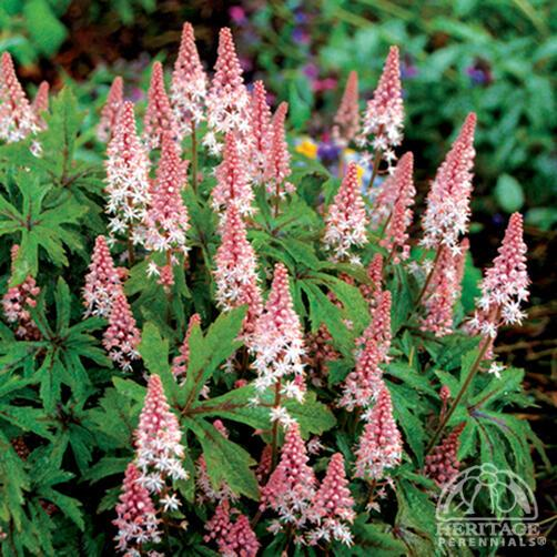 FOAM FLOWER PINK SKYROCKET 1G