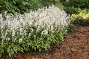 FOAMFLOWER CUTTING EDGE 1G