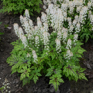 FOAMFLOWER CUTTING EDGE 2G