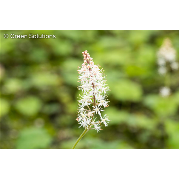 FOAMFLOWER NATIVE 1G