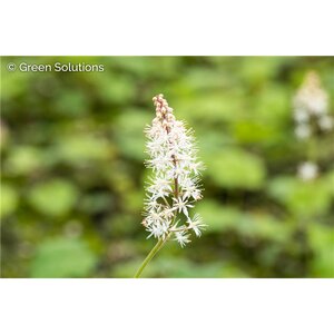 FOAMFLOWER NATIVE 1G