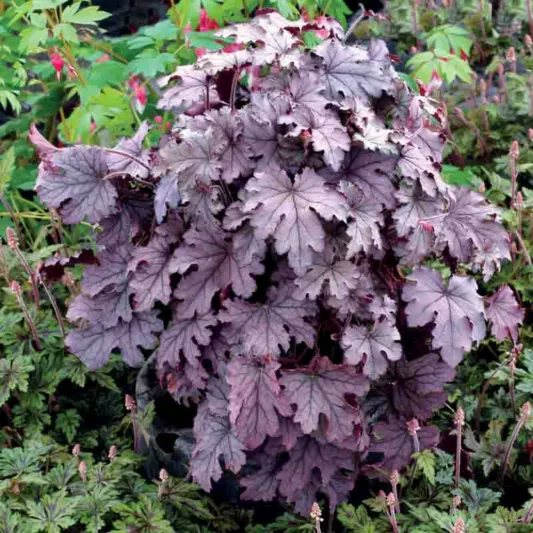 FOAMY BELLS PLUM CASCADE 1G