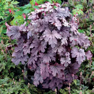FOAMY BELLS PLUM CASCADE 1G