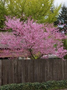 FOREST PANSY REDBUD 150 CM CLUMP