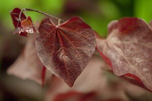 FOREST PANSY REDBUD 225 CM  - image 3