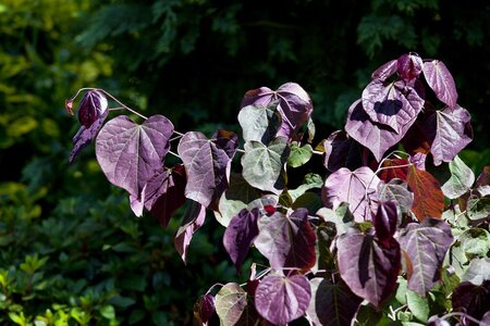 FOREST PANSY REDBUD 225 CM  - image 4