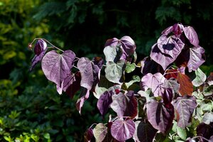 FOREST PANSY REDBUD 225 CM  - image 4