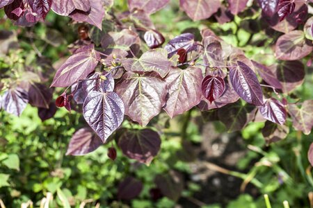 FOREST PANSY REDBUD 225 CM  - image 5