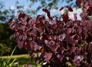 FOREST PANSY REDBUD 225 CM  - image 1