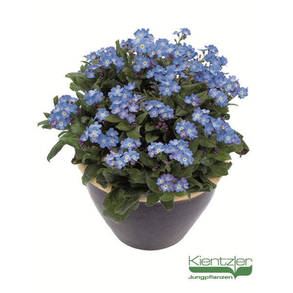 FORGET ME NOT BELLEMY BLUE 4IN