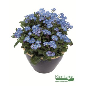 FORGET ME NOT BELLEMY BLUE 4IN