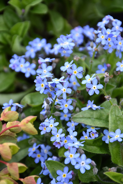 FORGET ME NOT MON AMIE BLUE 3IN