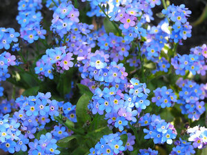 FORGETMENOT BLUESYLVA