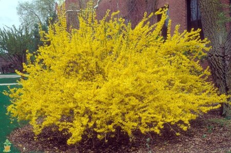 FORSYTHIA SHOW OFF STARLETTE 40CM