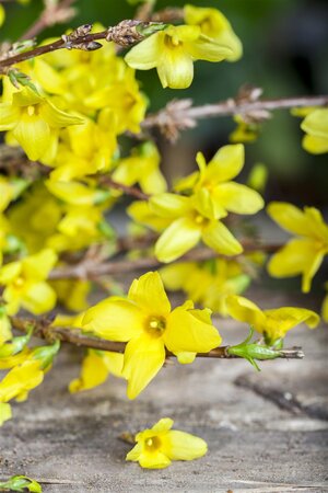 FORSYTHIA STD 100CM  - image 1