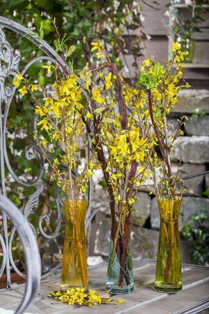 FORSYTHIA STD 100CM  - image 4